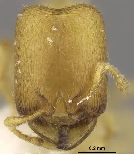 Carebara tana specimen CASENT0437707 image casent0437707_2