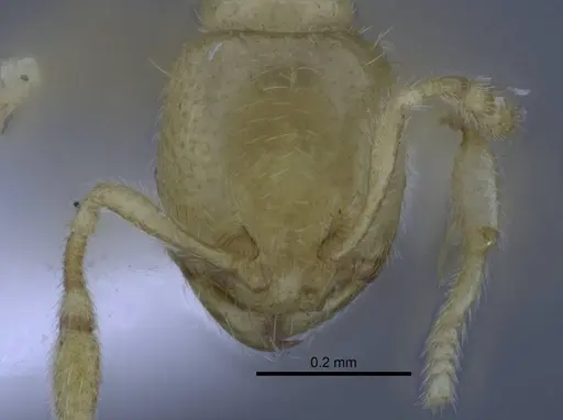 Carebara tana specimen CASENT0437708 image casent0437708_2