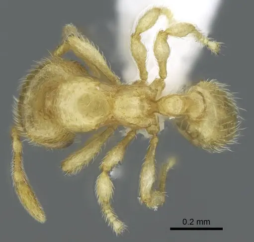 Carebara tana specimen CASENT0438084 image casent0438084_1