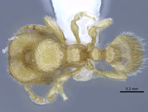 Carebara tana specimen CASENT0438090 image casent0438090_1