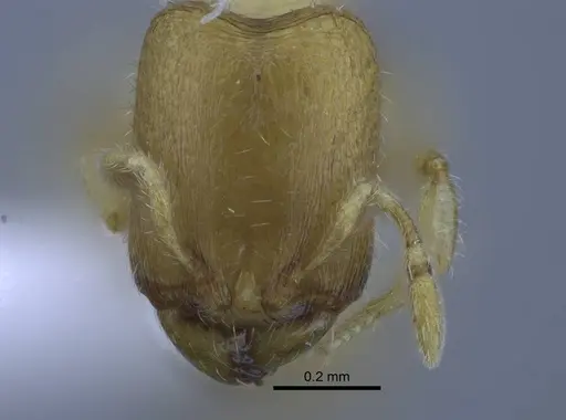 Carebara tana specimen CASENT0438090 image casent0438090_2