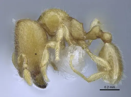 Carebara tana specimen CASENT0438090 image casent0438090_3