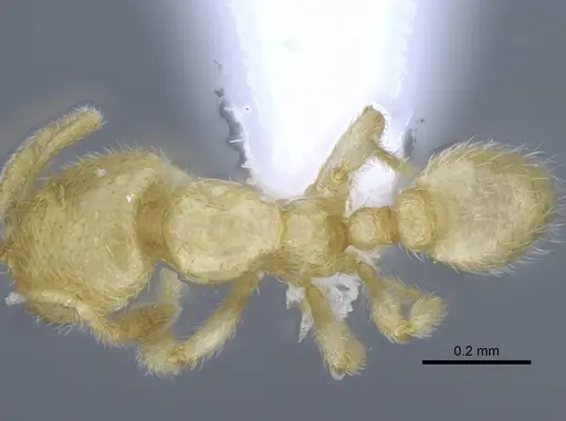 Carebara tana specimen CASENT0438096 image casent0438096_1