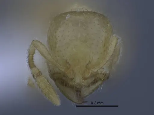 Carebara tana specimen CASENT0438096 image casent0438096_2