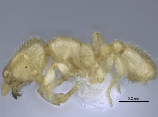 Carebara tana specimen CASENT0438096 image casent0438096_3