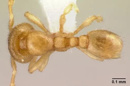 Carebara tana specimen CASENT0438184 image casent0438184_1