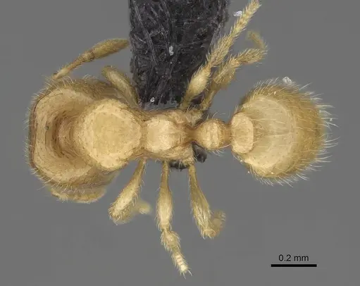 Carebara tanana specimen CASENT0211683 image casent0211683_1