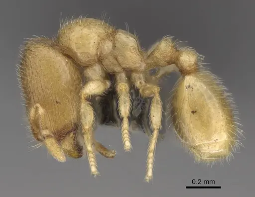 Carebara tanana specimen CASENT0211683 image casent0211683_3