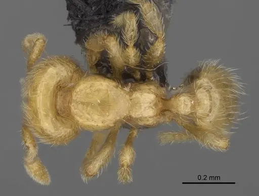 Carebara tanana specimen CASENT0211714 image casent0211714_1