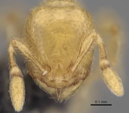 Carebara tanana specimen CASENT0211714 image casent0211714_2