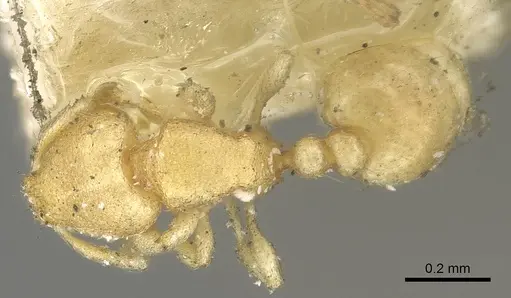 Carebara termitolestes specimen CASENT0902371 image casent0902371_1
