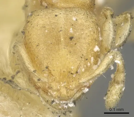 Carebara termitolestes specimen CASENT0902371 image casent0902371_2