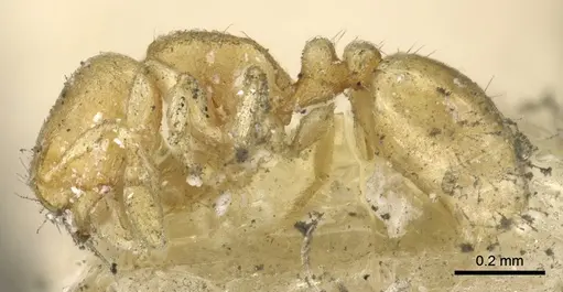 Carebara termitolestes specimen CASENT0902371 image casent0902371_3