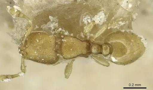 Carebara termitolestes specimen CASENT0913527 image casent0913527_1