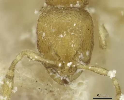 Carebara termitolestes specimen CASENT0913527 image casent0913527_2