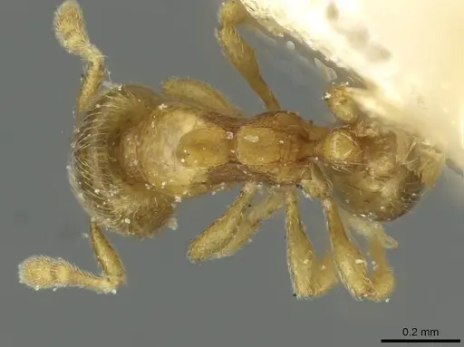 Carebara traegaordhi specimen CASENT0913524 image casent0913524_1