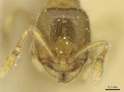 Carebara traegaordhi specimen CASENT0913524 image casent0913524_2