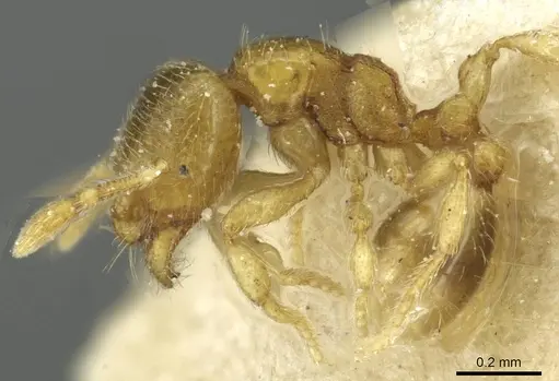 Carebara traegaordhi specimen CASENT0913524 image casent0913524_3