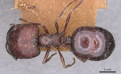 Carebara varia specimen CASENT0913540 image casent0913540_1