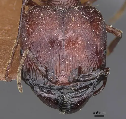 Carebara varia specimen CASENT0913540 image casent0913540_2