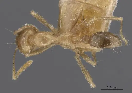 Carebara varia specimen CASENT0913541 image casent0913541_1