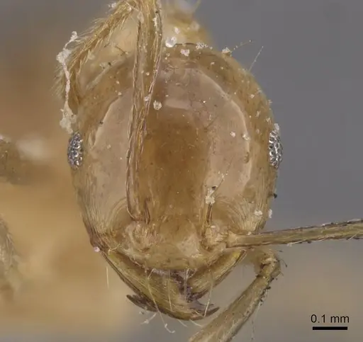 Carebara varia specimen CASENT0913541 image casent0913541_2