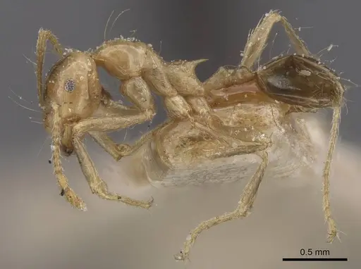Carebara varia specimen CASENT0913541 image casent0913541_3