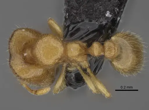 Carebara vazimba specimen CASENT0055521 image casent0055521_1