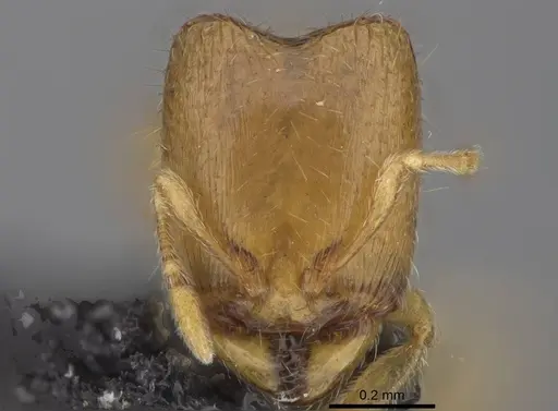 Carebara vazimba specimen CASENT0055521 image casent0055521_2