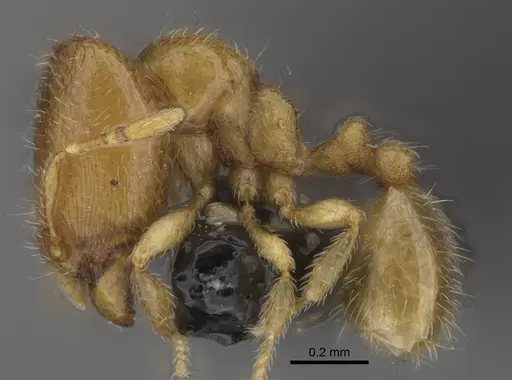 Carebara vazimba specimen CASENT0055521 image casent0055521_3