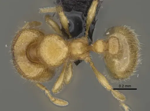 Carebara vazimba specimen CASENT0055525 image casent0055525_1