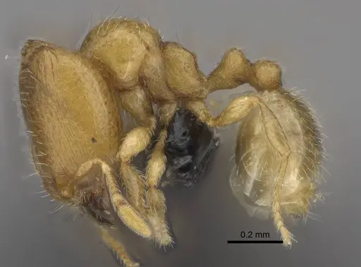 Carebara vazimba specimen CASENT0055525 image casent0055525_3