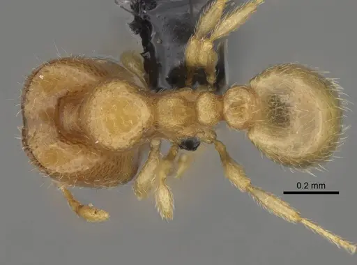 Carebara vazimba specimen CASENT0055527 image casent0055527_1