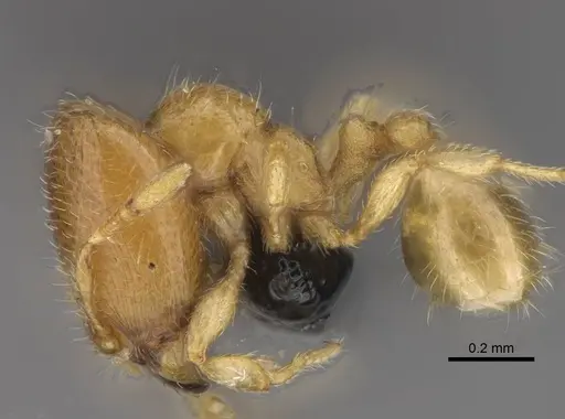 Carebara vazimba specimen CASENT0055527 image casent0055527_3