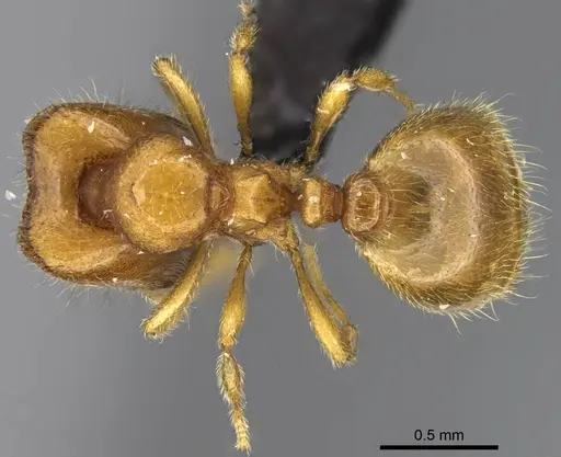 Carebara vazimba specimen CASENT0055532 image casent0055532_1
