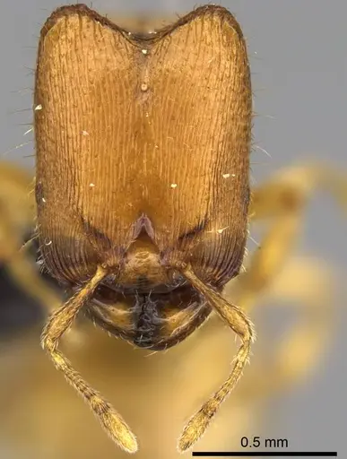 Carebara vazimba specimen CASENT0055532 image casent0055532_2