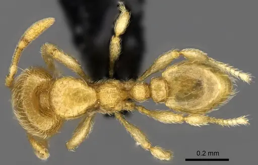 Carebara vazimba specimen CASENT0055533 image casent0055533_1