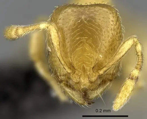 Carebara vazimba specimen CASENT0055533 image casent0055533_2