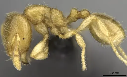 Carebara vazimba specimen CASENT0055533 image casent0055533_3