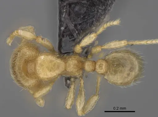 Carebara vazimba specimen CASENT0055640 image casent0055640_1