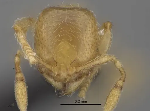 Carebara vazimba specimen CASENT0055640 image casent0055640_2
