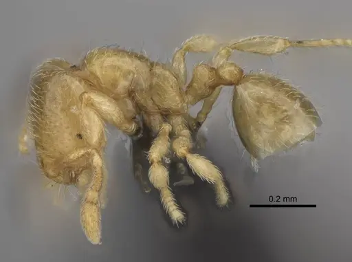 Carebara vazimba specimen CASENT0055640 image casent0055640_3