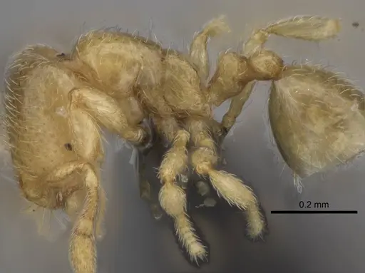 Carebara vazimba specimen CASENT0055640 image casent0055640_4