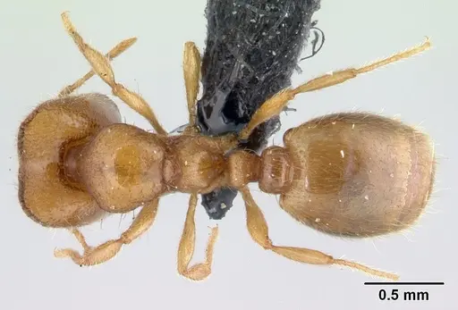 Carebara vazimba specimen CASENT0110667 image casent0110667_1