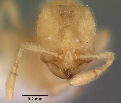 Carebara vidua specimen CASENT0010803 image casent0010803_2