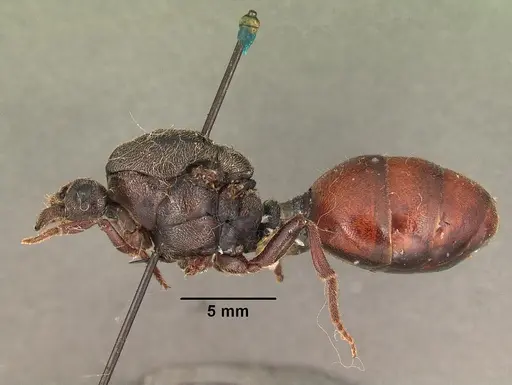 Carebara vidua specimen CASENT0101463 image casent0101463_3