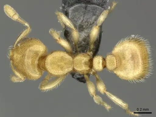 Carebara vidua specimen CASENT0260120 image casent0260120_1