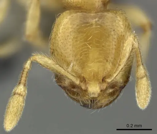 Carebara vidua specimen CASENT0260120 image casent0260120_2
