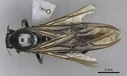 Carebara vidua specimen CASENT0260121 image casent0260121_1