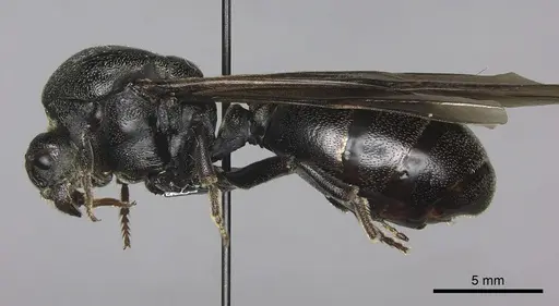 Carebara vidua specimen CASENT0260121 image casent0260121_3